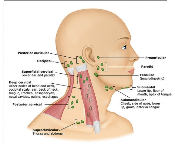 Diagram Of The Ear Ks2