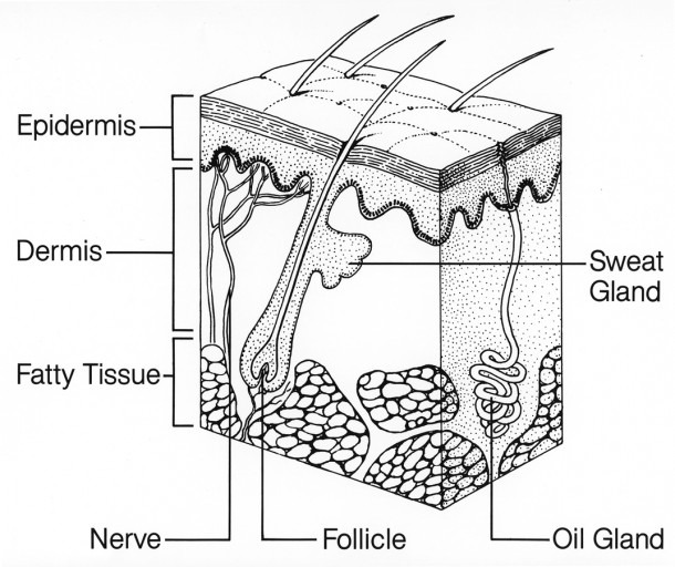 Diagram Of Skin For Kids