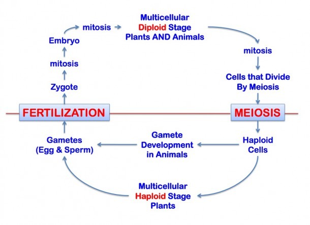 Diagram Of Human Reproduction