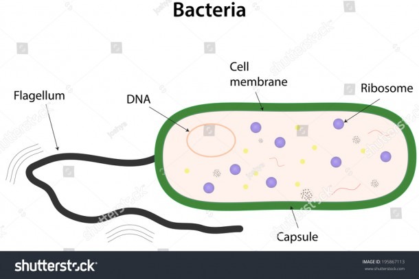 Labelled Diagram Of Bacteria