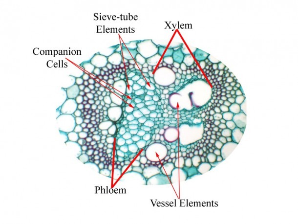 Diagram Of Vascular Bundle