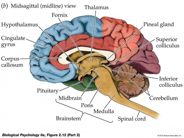 Brain Diagram Psychology